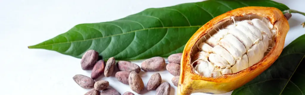 cacao_feves